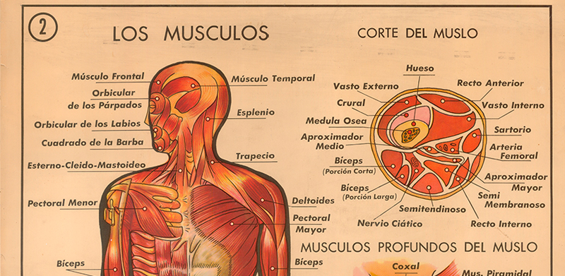 Cartel gabinete sanitario 2: los m�sculos