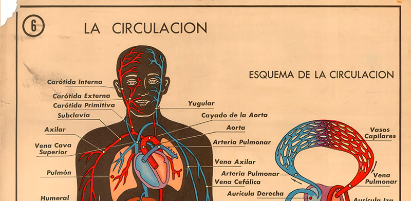 Cartel gabinete sanitario 6: la circulaci�n