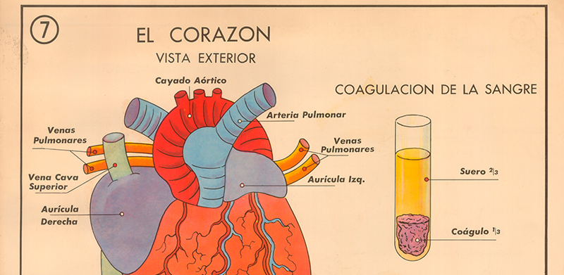 Cartel gabinete sanitario 7: el coraz�n y la sangre