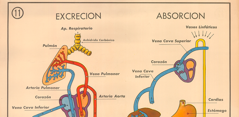 Cartel gabinete sanitario 11: excreci�n y absorci�n
