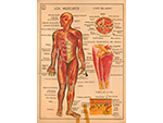 Cartel gabinete sanitario 2: los m�sculos (Coty, Barcelona, d�cada 1970) - Pieza IG: 4836/2