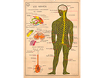 Cartel gabinete sanitario 3: los nervios (Coty, Barcelona, d�cada 1970) - Pieza IG: 4834/1
