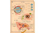 Cartel gabinete sanitario 5: la vista y el o�do (Coty, Barcelona, d�cada 1970) - Pieza IG: 04833/1