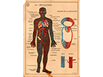 Cartel gabinete sanitario 6: la circulaci�n (Coty, Barcelona, d�cada 1970) - Pieza IG: 04833/2