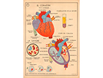 Cartel gabinete sanitario 7: el coraz�n y la sangre (Coty, Barcelona, d�cada 1970) - Pieza IG: 04835/1