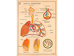 Cartel gabinete sanitario 8: aparato respiratorio (Coty, Barcelona, d�cada 1970) - Pieza IG: 04835/2