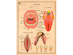 Cartel gabinete sanitario 9: la boca (Coty, Barcelona, d�cada 1970) - Pieza IG: 04838/1