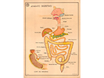 Cartel gabinete sanitario 10: aparato digestivo (Coty, Barcelona, d�cada 1970) - Pieza IG: 04838/2
