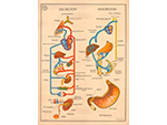 Cartel gabinete sanitario 11: excreci�n y absorci�n (Coty, Barcelona, d�cada 1970) - Pieza IG: 04837/1