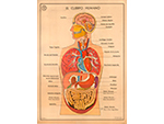 Cartel gabinete sanitario 12: el cuerpo humano (Coty, Barcelona, d�cada 1970) - Pieza IG: 04837/2